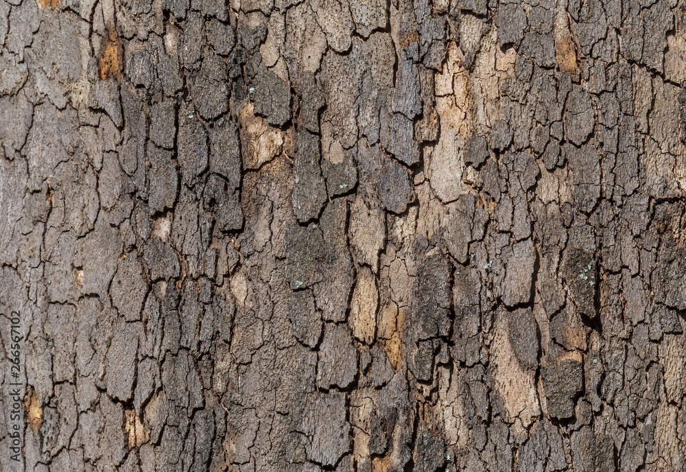 abstract natural background: close up of bark on tree abstract natural background: close up of bark on tree