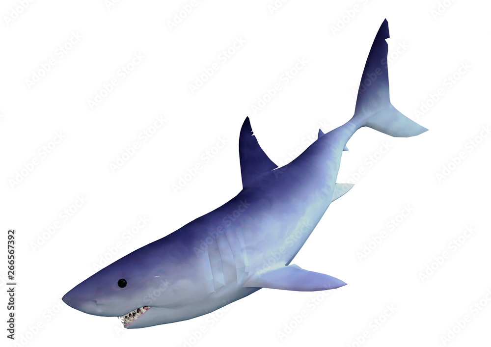 Obraz premium 3D Rendering Shark on White