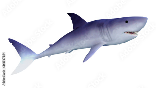 3D Rendering Shark on White