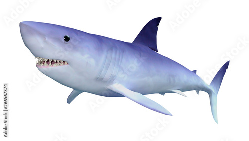 3D Rendering Shark on White