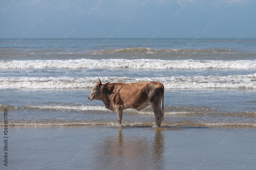 Nguni cow stands on the sand at Second Beach, Port St Johns on the Wild Coast in Transkei, South Africa. The local cows come down to the beach during the day to cool off. Nguni cow stands on the sand at Second Beach, Port St Johns on the Wild Coast in Transkei, South Africa. The local cows come down to the beach during the day to cool off.
