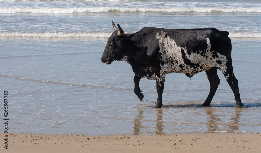 Nguni cow stands on the sand at Second Beach, Port St Johns on the Wild Coast in Transkei, South Africa. The local cows come down to the beach during the day to cool off. Nguni cow stands on the sand at Second Beach, Port St Johns on the Wild Coast in Transkei, South Africa. The local cows come down to the beach during the day to cool off.