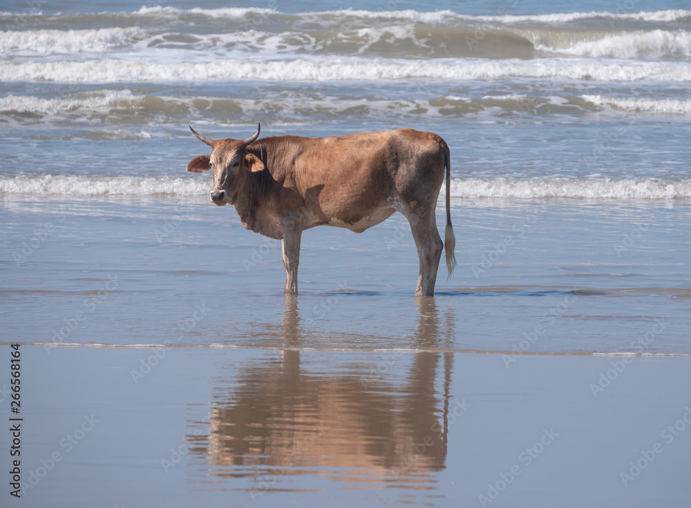 Nguni cow stands on the sand at Second Beach, Port St Johns on the Wild Coast in Transkei, South Africa. The local cows come down to the beach during the day to cool off. Nguni cow stands on the sand at Second Beach, Port St Johns on the Wild Coast in Transkei, South Africa. The local cows come down to the beach during the day to cool off.