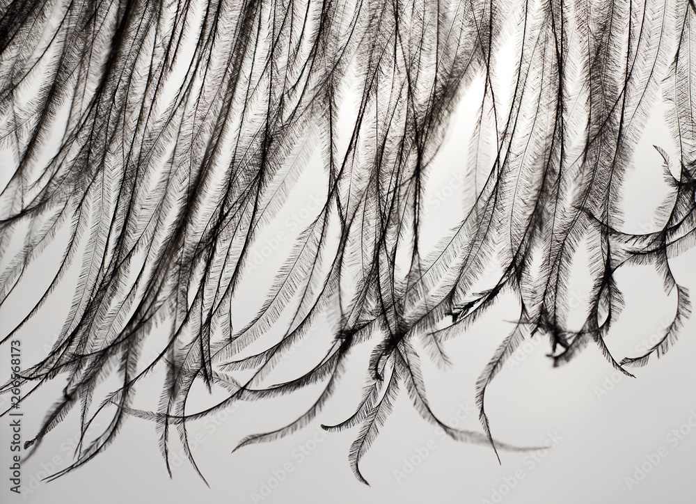Obraz premium Fragment of an ostrich feather. black feather. black and white background. black ostrich feather