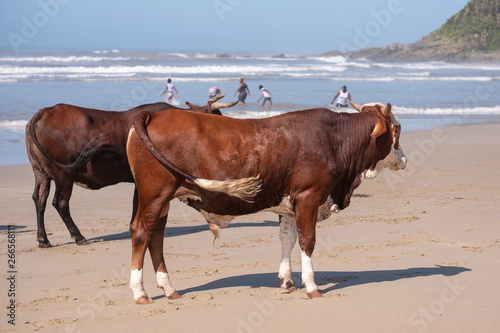 Brown Nguni cows stand on the sand at Second Beach, Port St Johns on the Wild Coast in Transkei, South Africa. The local cows come down to the beach during the day to cool off.
