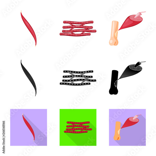 Vector illustration of fiber and muscular logo. Set of fiber and body  stock symbol for web.