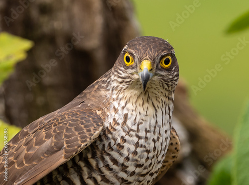 Sparrowhawk (female)