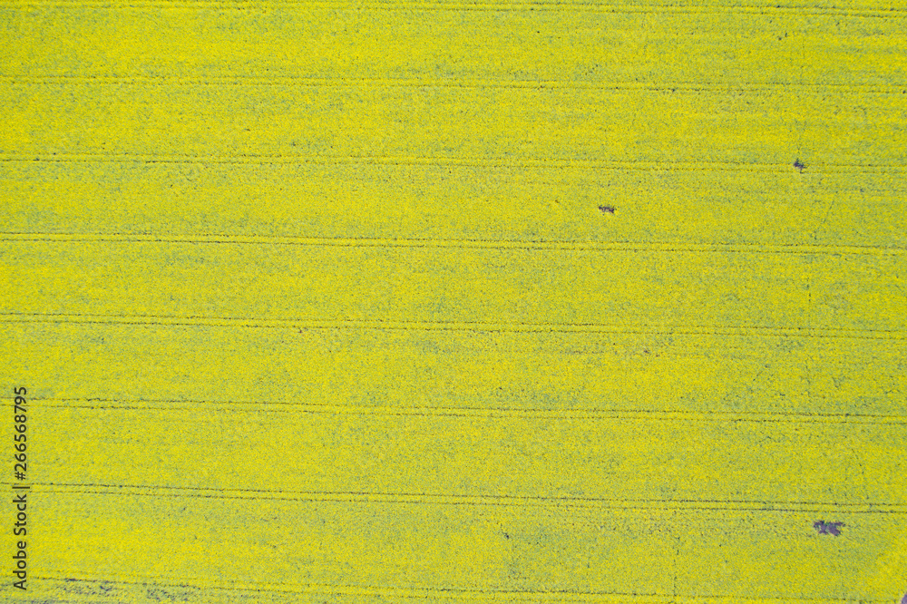 Naklejka premium Yellow rapeseed field