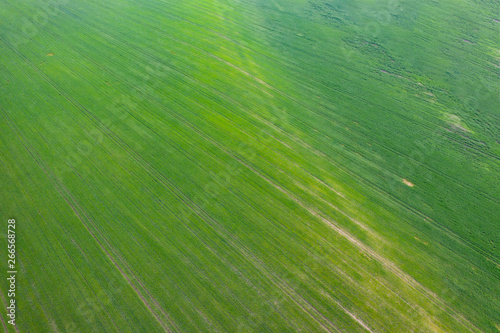 Green spring field