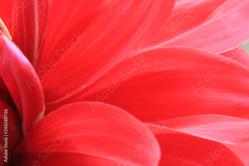 red flower petals macro