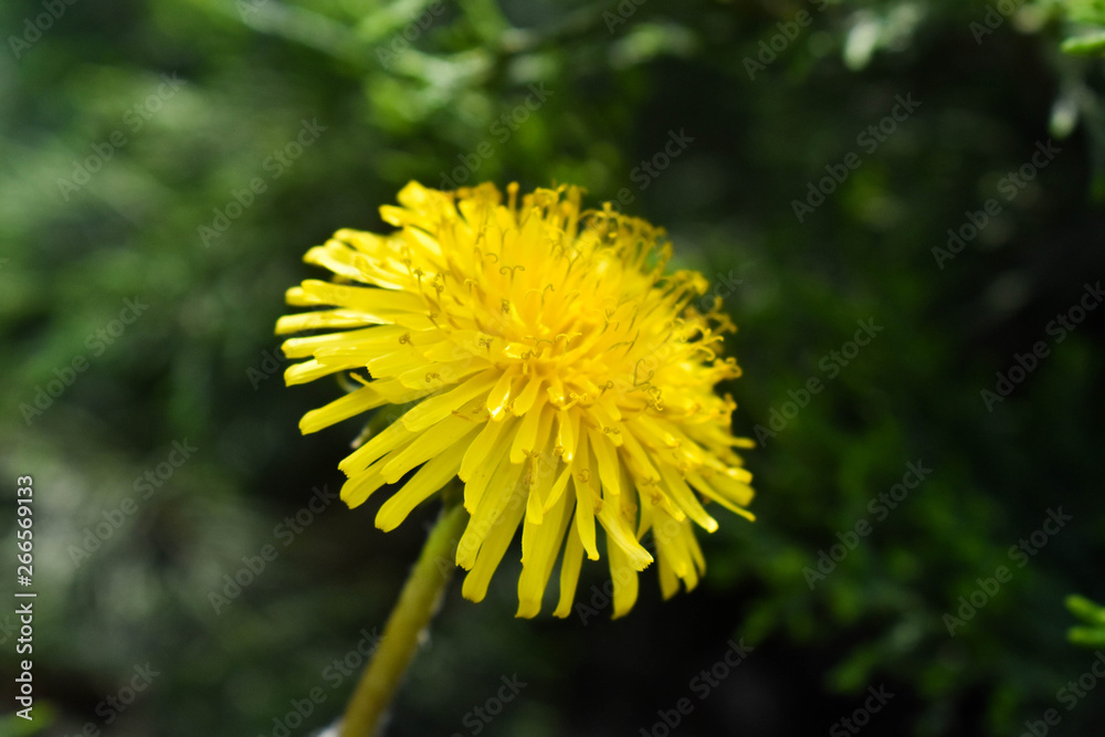 dandelion on green background dandelion on green background