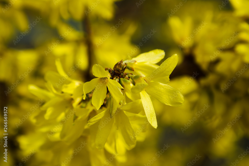 Blooming forsythia flowers, spring flowers, close up of golden forsythia flowers. Blooming forsythia flowers, spring flowers, close up of golden forsythia flowers.