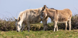 A pair of donkeys companionably eating in a field