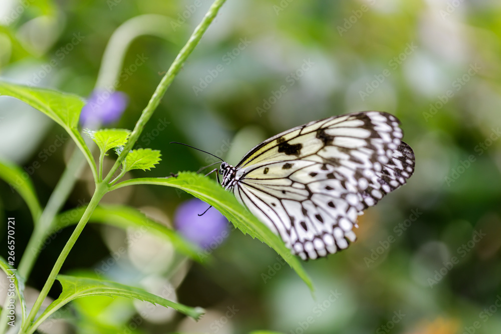 Fototapeta premium Paper kite (Idea leuconoe) perched on a leaf. Rain Forest exhibit in the Academy of Sciences in San Francisco.