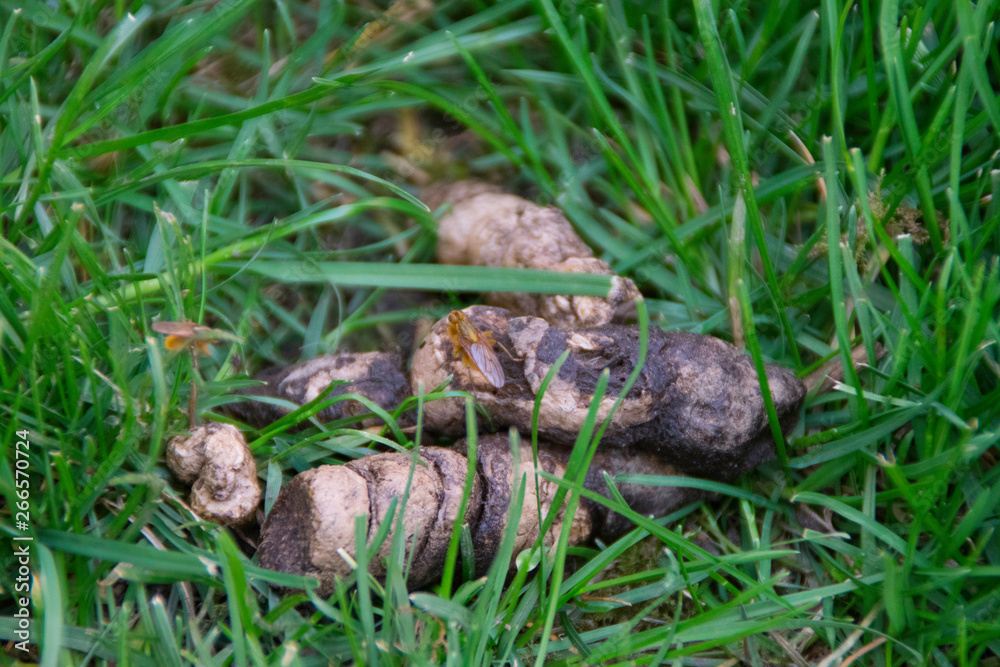 Dog poop in green grass - from above Dog poop in green grass - from above