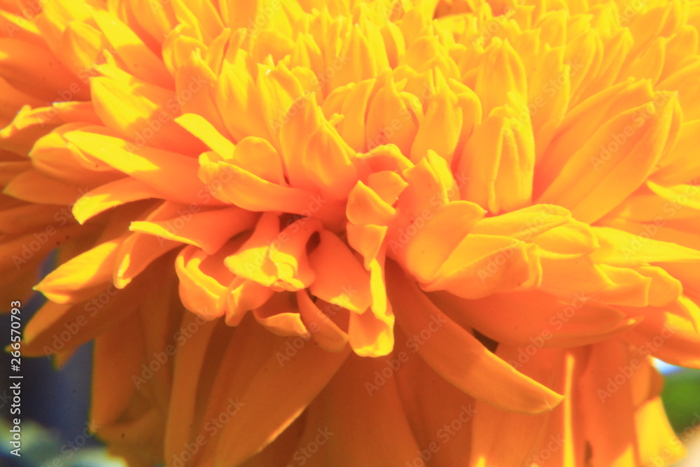 marigold flower macro