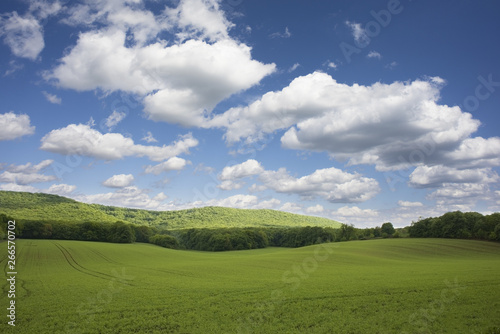 Meadows with forest and blue sky, natural landscape in a sunny day of spring