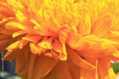 marigold flower macro © #CHANNELM2