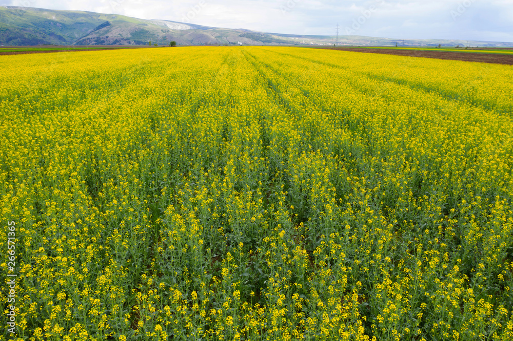 Fototapeta premium Spring rapeseed fields top view.