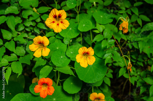 Nasturtium old and new