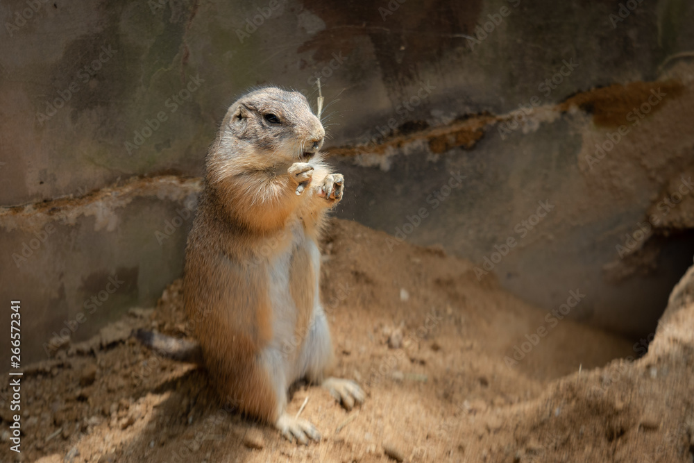 立ち上がったプレーリードッグ