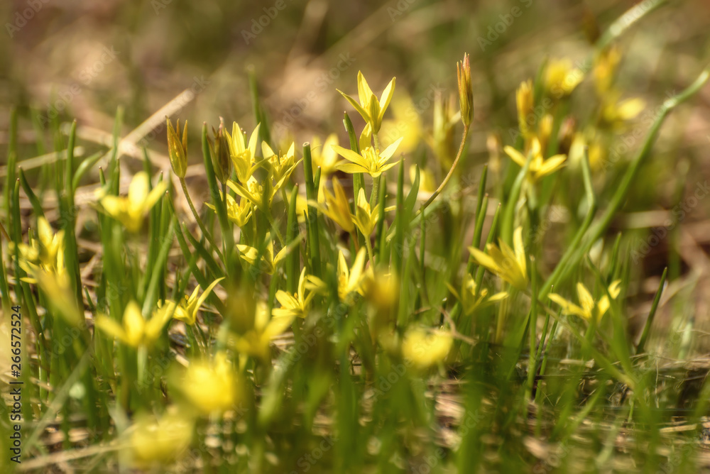 yellow wildflowers gagea spring yellow wildflowers gagea spring