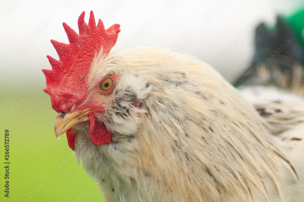 head of a chicken