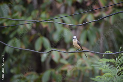  Brown-rumped Minivet birds on the wire