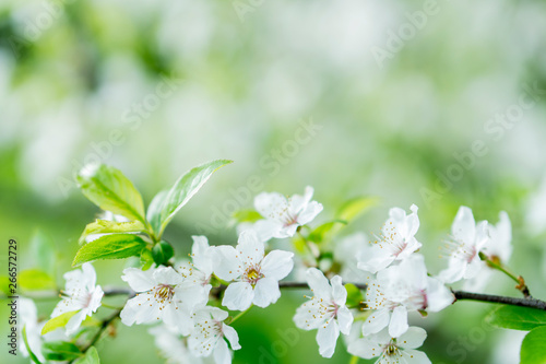 blooming appla tree