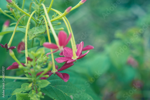 flower in the garden © Wanfarook