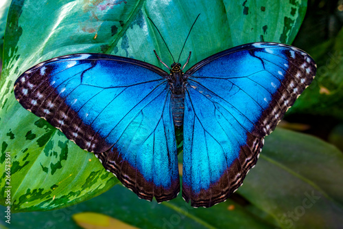 Blue Morpho, Morpho peleides, big butterfly sitting on green leaves, 