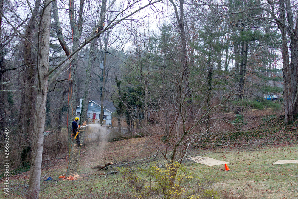 Obraz premium Arborist Cuts Down the Old Cherry Tree