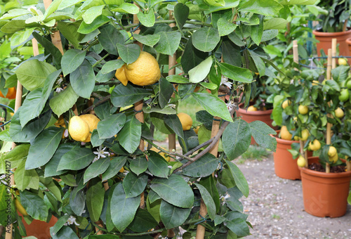 yellow lemons and green leaves of the citrus plants photo