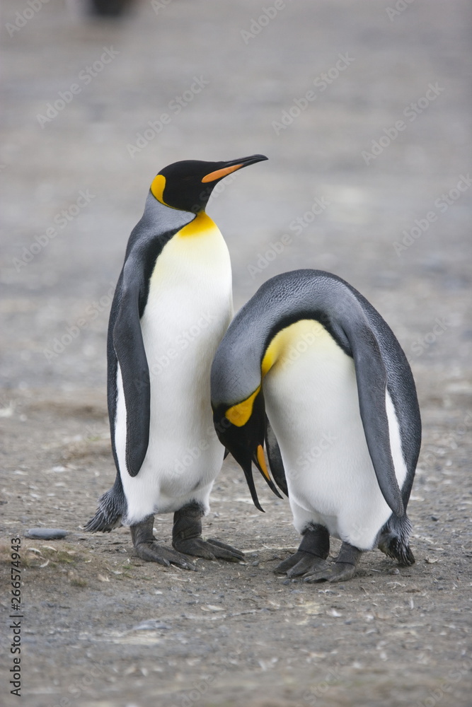 Fototapeta premium King penguins during mating ritual on South Georgia Island