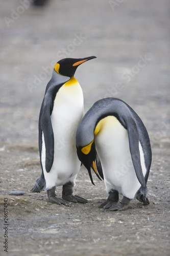 King penguins during mating ritual on South Georgia Island