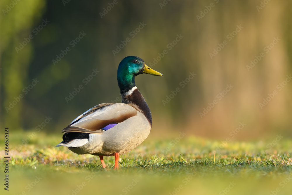 Walk the meadow in spring/Mallard Walk the meadow in spring/Mallard