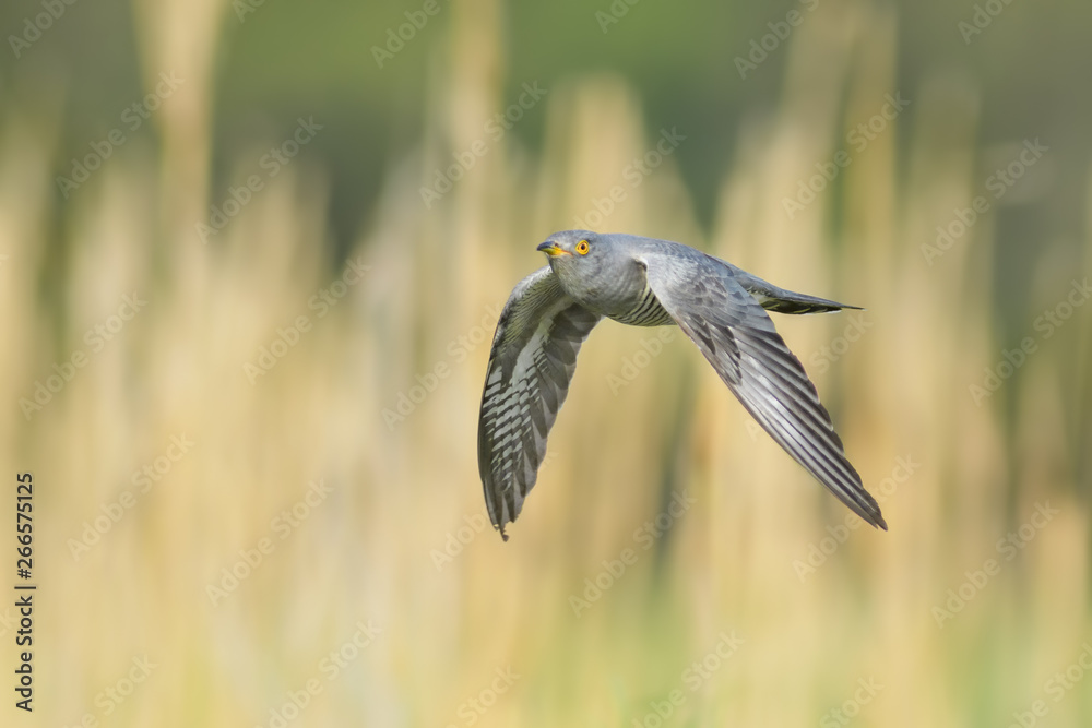 Obraz premium On the fly spring/Common Cuckoo