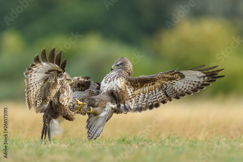 Fight in the meadow/Common Buzzard