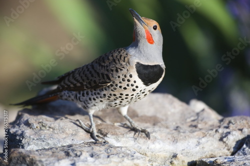 Northern Flicker in New Mexico