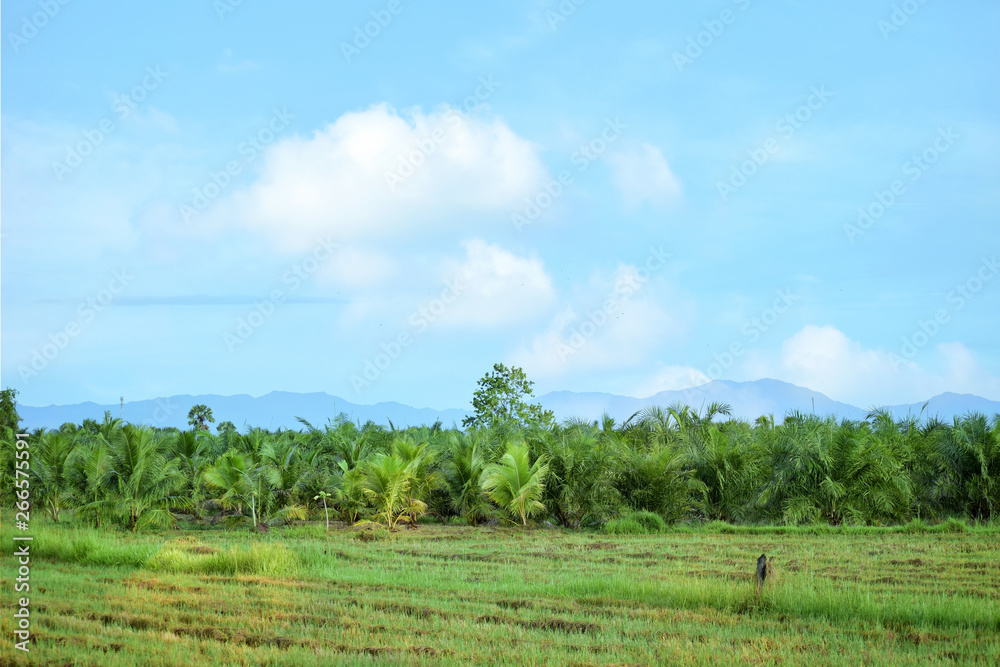 Landscape of rice fields with natural beauty