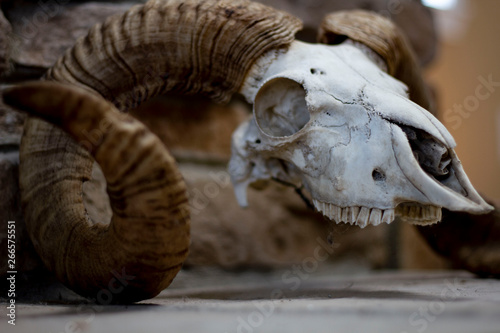 closeup of animal skull © Alexandra