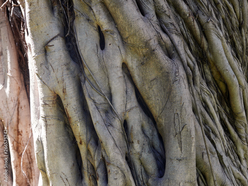 la corteccia intricata di un albero vista da vicino