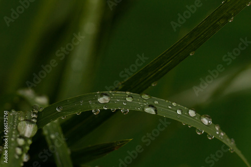Raindrops on grass leaves with green background.