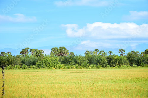 Landscape of rice fields with natural beauty