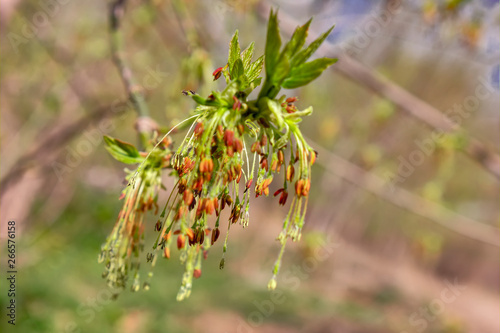 Young green foliage close-up of a spring background