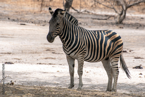 Plains Zebra  Equus quagga   wild life animal 