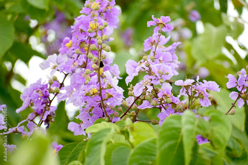 Trees that grow naturally. With beautiful purple flowers Trees that grow naturally. With beautiful purple flowers