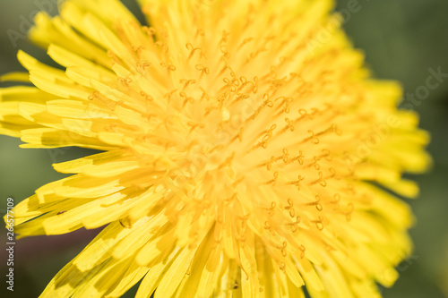 Dandelion yellow macro