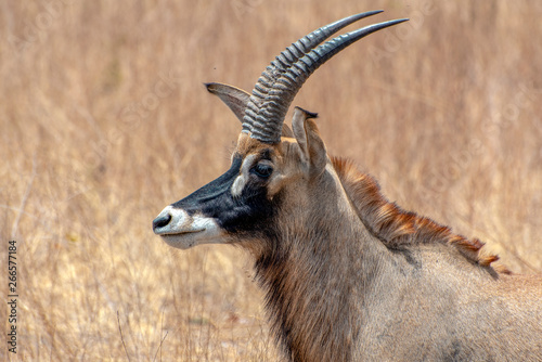 Portrait of a rare roan antelope (Hippotragus equinus), Senegal photo