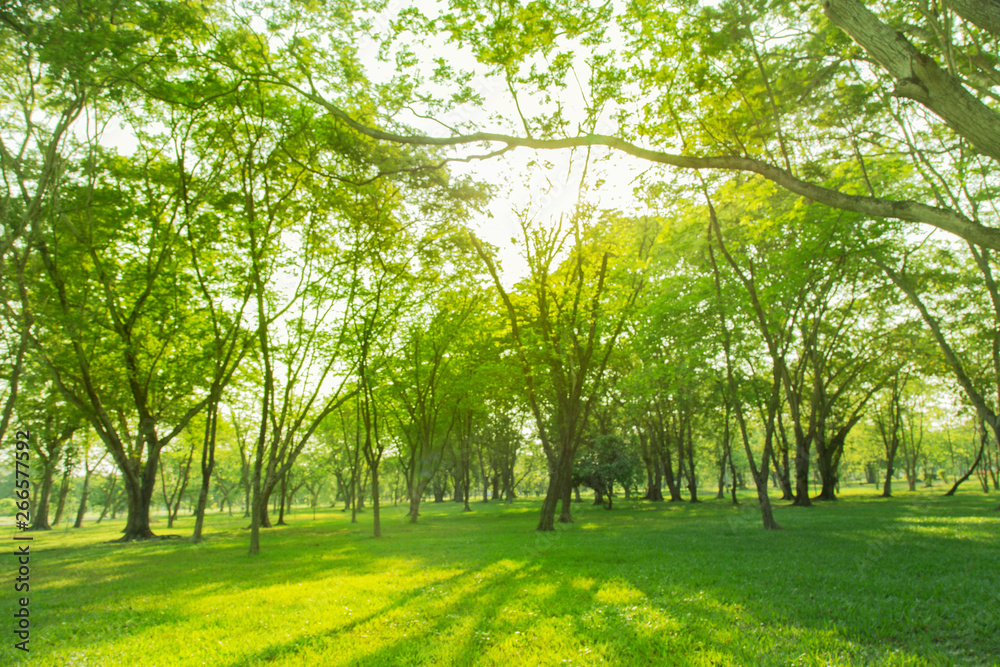 blured photo Green trees and gardens Beautiful light in the morning blured photo Green trees and gardens Beautiful light in the morning